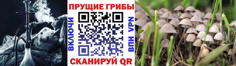 Галлюциногенные грибы прущие грибы  Кольчугино 